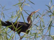 Aninga/Anhinga