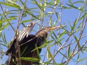 Aninga/Anhinga