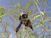 Aninga/Anhinga