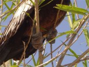 Aninga/Anhinga