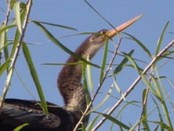 Aninga/Anhinga