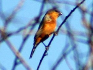 Capuchino canela/Tawny-bellied Seedeater