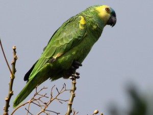 Loro hablador/Turquoise-fronted Parrot