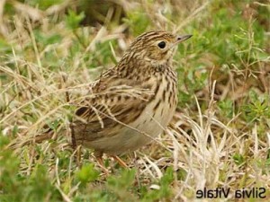 Cachirla uña corta/Short-billed Pipit