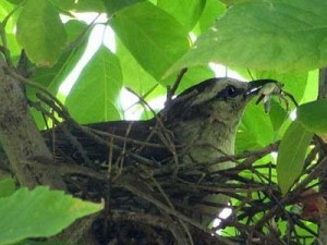 Calandria-grande/Chalk-browed Mockingbird