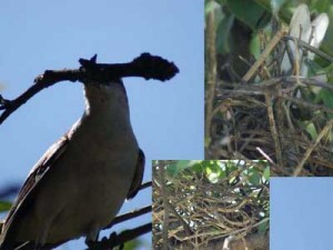 Calandria-grande/Chalk-browed Mockingbird