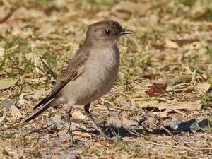 Dormilona-cara-negra/Dark-faced Ground-Tyrant Dormilona-cara-negra/Dark-faced Ground-Tyrant