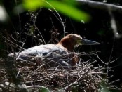 Hocó colorado anidando/Rufescent Tiger-Heron nesting