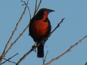 Loica común/Long-tailed Meadowlark