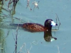 Pato-fierro/Masked Duck Pato-fierro/Masked Duck