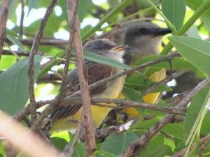 Suirirí-real/Tropical Kingbird Suirirí-real/Tropical Kingbird