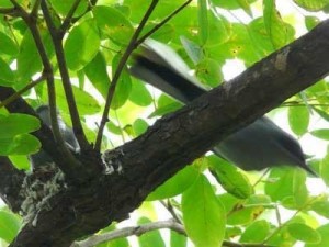Tacuarita-azul/Masked Gnatcatcher