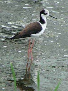 Tero-real/White-backed Stilt