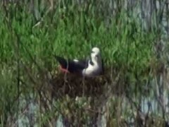 Tero-real/White-backed Stilt