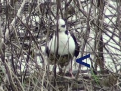 Tero-real/White-backed Stilt