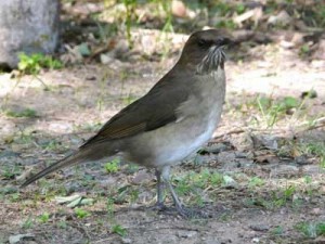 Zorzal chalchalero/Creamy-bellied Thrush Zorzal chalchalero/Creamy-bellied Thrush