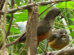 Zorzal-colorado/Rufous-bellied Thrush Zorzal-colorado/Rufous-bellied Thrush