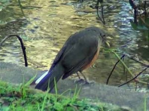 Zorzal colorado/Rufous-bellied Thrush Zorzal colorado/Rufous-bellied Thrush