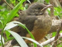 Zorzal-colorado/Rufous-bellied Thrush Zorzal-colorado/Rufous-bellied Thrush