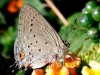 Frotadora común/Eurytulus Scrub-Hairstreak