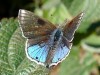 Frotadora enana/Lantana Scrub-Hairstreak