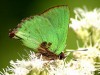 Frotadora esmeralda coluda/Remus Greenstreak