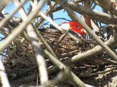 Cardenal común/Red-crested Cardinal Cardenal común/Red-crested Cardinal