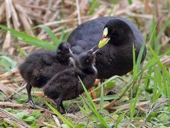 Gallareta ligas rojas/Red-gartered Coot Gallareta ligas rojas/Red-gartered Coot