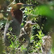 Hocó colorado/Rufescent Tiger-Heron Hocó colorado/Rufescent Tiger-Heron