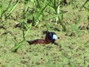 Pato fierro/Masked Duck