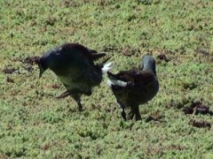 Pollona pintada/Spot-flanked Gallinule Pollona pintada/Spot-flanked Gallinule
