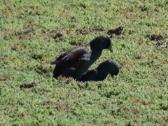 Pollona pintada/Spot-flanked Gallinule Pollona pintada/Spot-flanked Gallinule