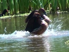 Sirirí colorado/Fulvous Whistling-Duck Sirirí colorado/Fulvous Whistling-Duck