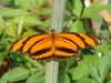 Antorcha rayada/Banded Orange
