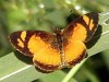 Claudina/Claudina Crescent