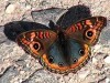 Cuatro ojos/Southern Buckeye