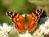 Dama manchada/Chilean Lady