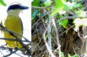 Benteveo común/Great Kiskadee Benteveo común/Great Kiskadee