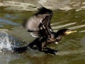 Biguá/Neotropic Cormorant Biguá/Neotropic Cormorant