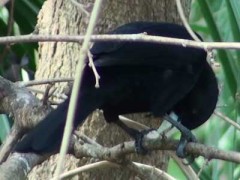 Boyero negro/Solitary Cacique Boyero negro/Solitary Cacique
