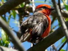 Churrinche/Vermilion Flycatcher Churrinche/Vermilion Flycatcher