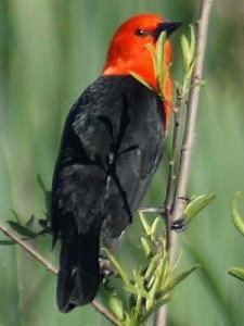 Federal/Scarlet-headed Blackbird Federal/Scarlet-headed Blackbird
