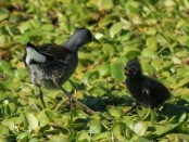 Pollona pintada/Spot-flanked Gallinule Pollona pintada/Spot-flanked Gallinule