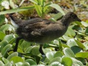 Pollona pintada/Spot-flanked Gallinule Pollona pintada/Spot-flanked Gallinule