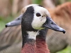Sirirí pampa/White-faced Whistling-Duck
