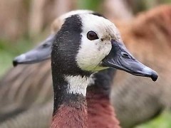 Sirirí pampa/White-faced Whistling-Duck Sirirí pampa/White-faced Whistling-Duck