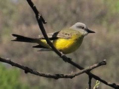 Suirirí real/Tropical Kingbird Suirirí real/Tropical Kingbird