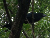 Anó grande/Greater Ani