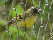 Cabecitanegra común/Hooded Siskin