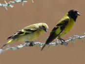 Cabecitanegra común/Hooded Siskin